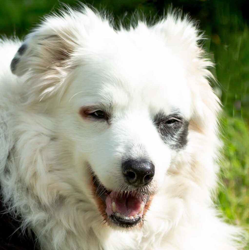 Portrait of a Border Collie