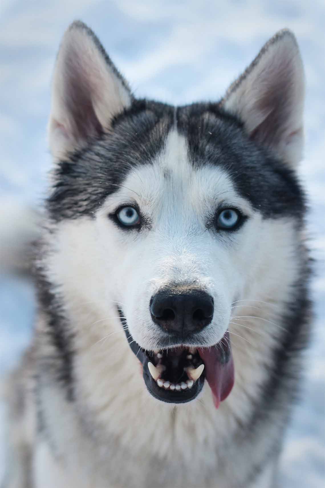 On-Location Portrait of a Husky