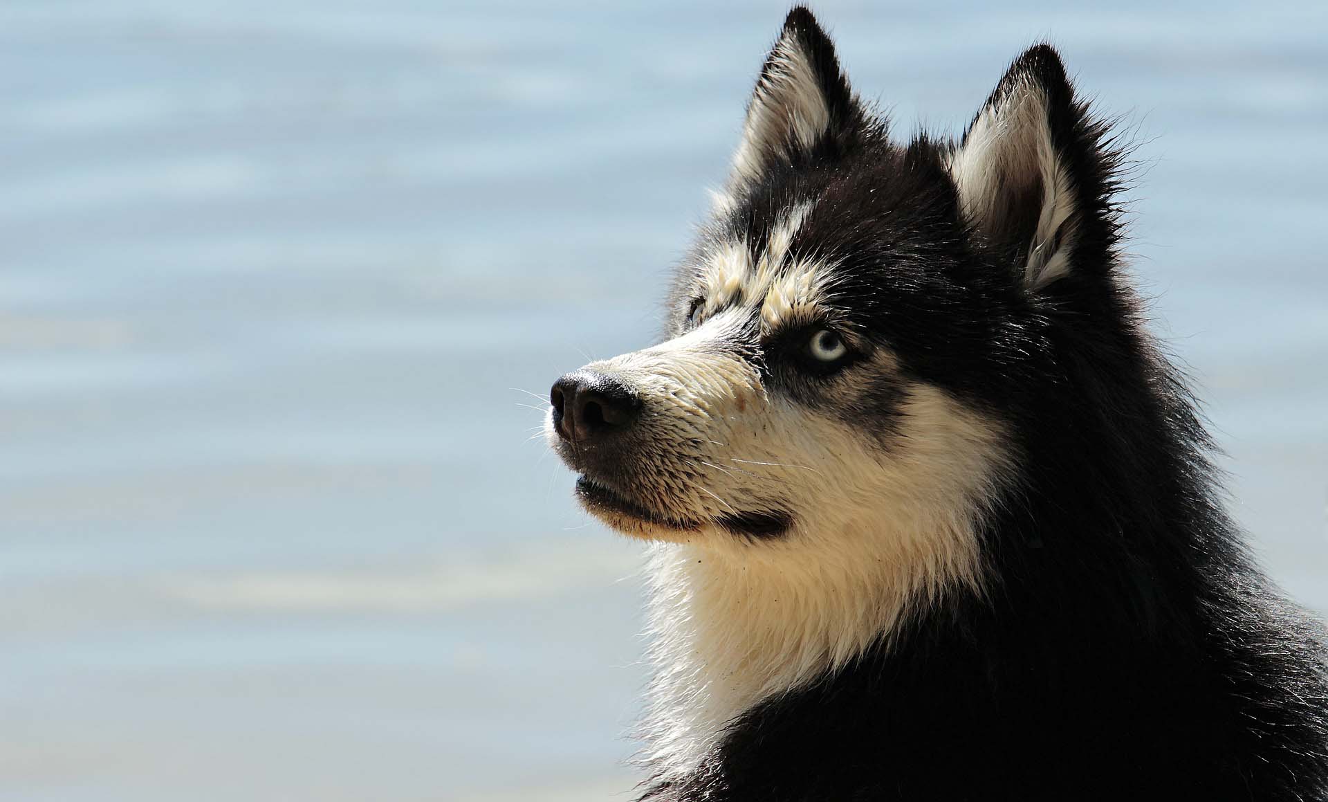 Portrait of a Husky dog photographed on location with the sea behind