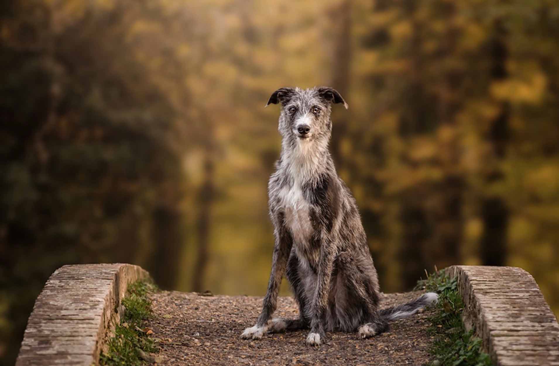 Dog sitting on Pontygwaith bridge Aberfan