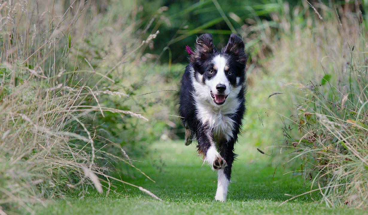 Photograph of a Border Collie running