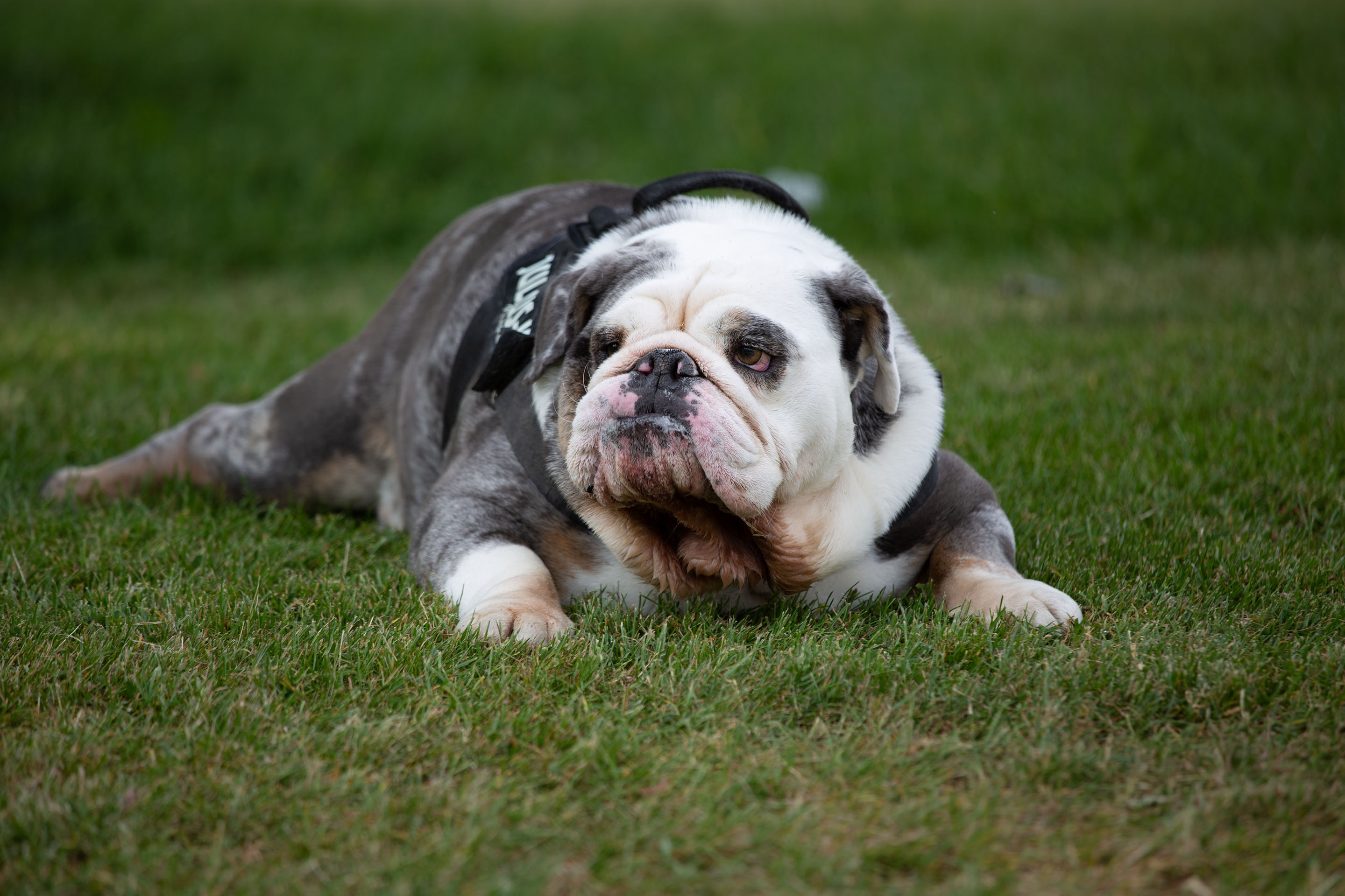 Portrait of a bulldog