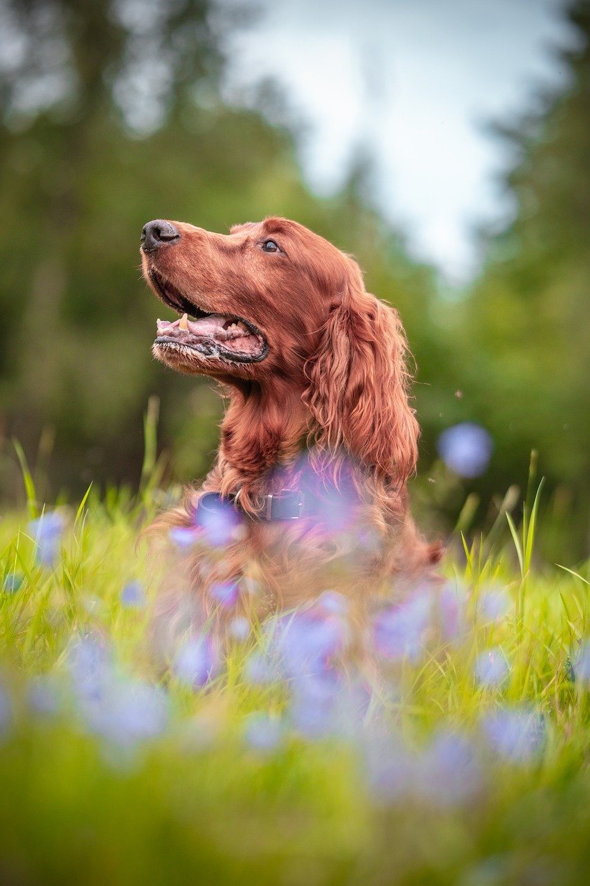 Portrait of an Irish Setter (dog) taken on-location amongst grass and bluebells