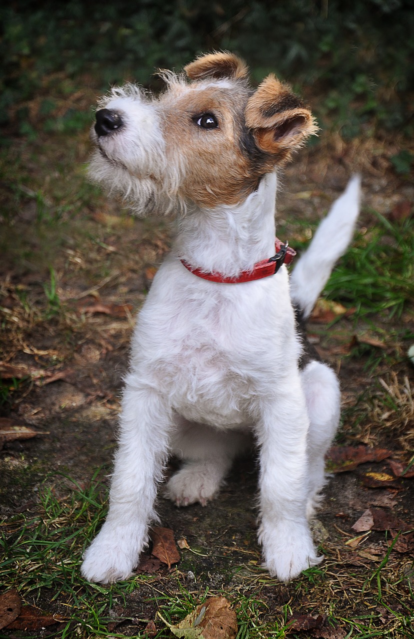 Portrait of a Terrier on Autumnal leafy path